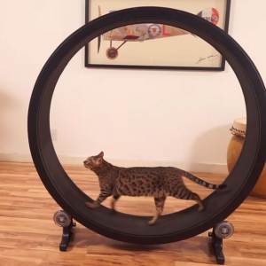 猫咪跑步机