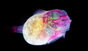 仿X光透明生物标本