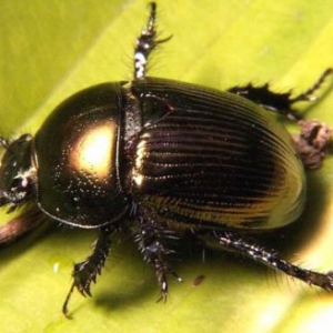 自发电的机械昆虫