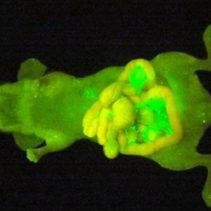 让癌细胞可视的喷雾试剂