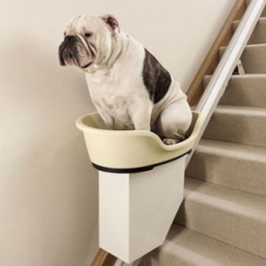 世界上第一个狗狗电动楼梯