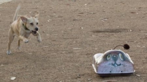 狗狗追逐玩具车