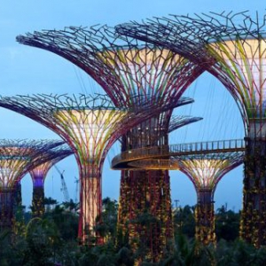 宏伟的人工树林