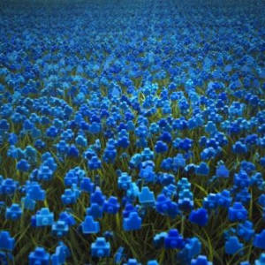 鲜艳的小相机花丛