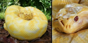 挑战视觉神经的蛇形蛋糕