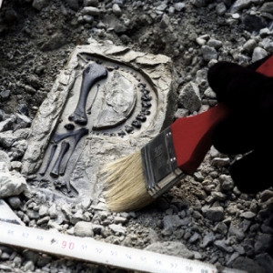 进化——化石中的英文字母