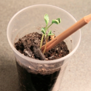 小小铅笔头的再生计划