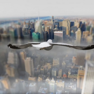 飞鸟世界系列摄影