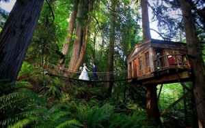 森林树屋