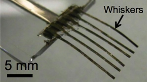 超灵敏电子触须