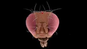 可探测癌细胞的果蝇