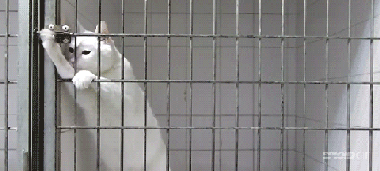 会开锁的喵星人