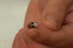 一粒米做成的寿司