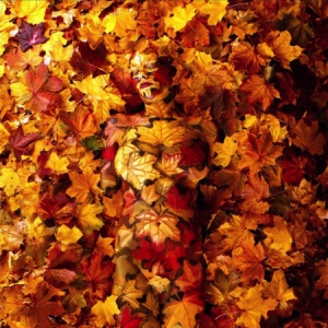 自然主题人体艺术