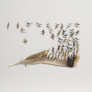 幻化为飞鸟的羽毛