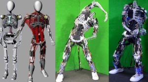 目前世界上“肌肉骨骼”最健全的机器人