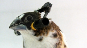 研究鸟儿听力的另类耳机