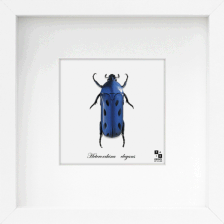 昆虫与车辆的隐形联系