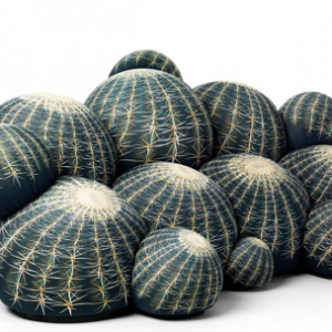 “扎人”的仙人球沙发