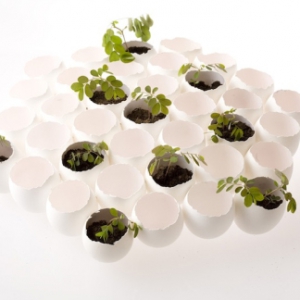 天然养料的蛋壳花盆