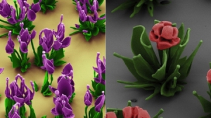 趣味化学之此花非彼花