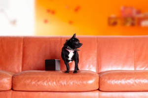 远程调戏宠物的绝佳“武器”