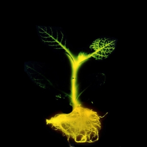 转基因发光植物