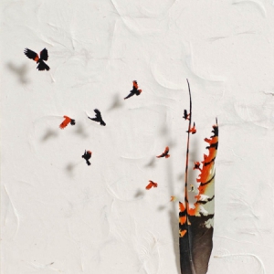 幻化为飞鸟的羽毛（二）