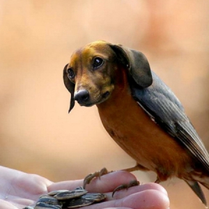 奇特的“狗头鸟身兽”