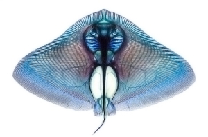 染色工艺下的清晰鱼骨