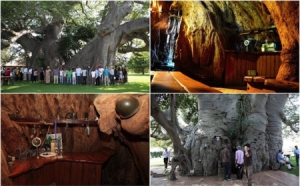 千年老树内的酒吧