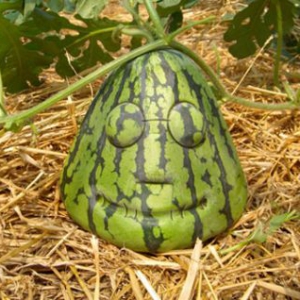 奇形怪状的西瓜