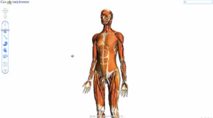 Google实验室推出人体透视学习新产品