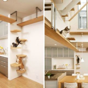 适宜猫居住的房屋