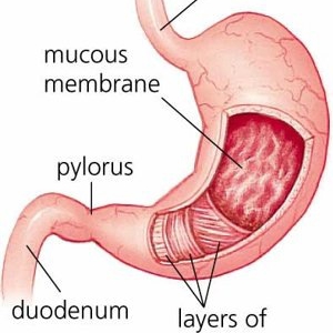 方便的医检胶囊机器人发布