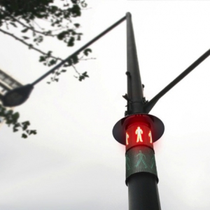 红绿灯树木“绑带”